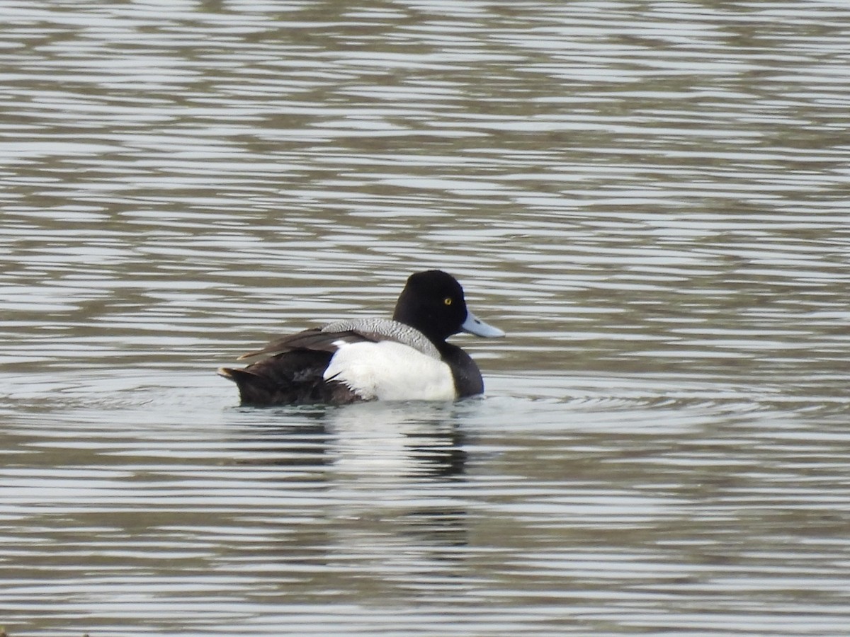 Lesser Scaup - ML330369891