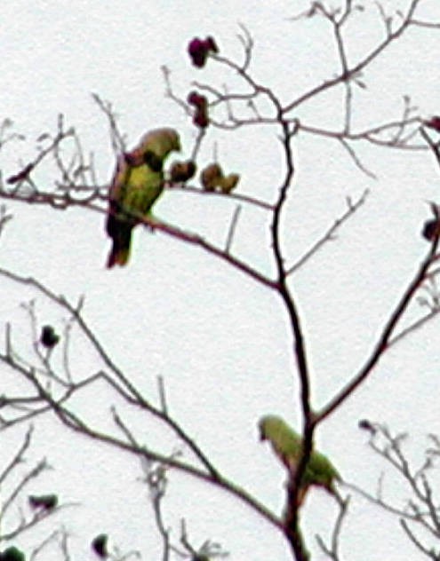 Mealy Amazon - Doug Wassmer