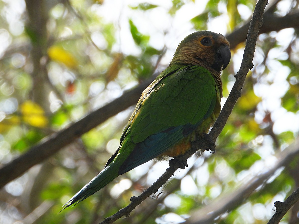 Brown-throated Parakeet - ML330371721