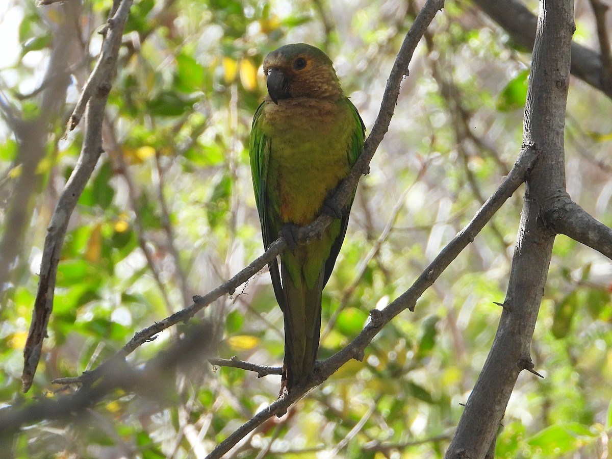 Brown-throated Parakeet - ML330372661