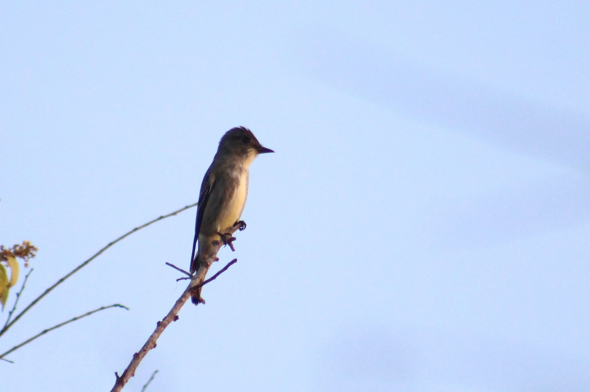 Olive-sided Flycatcher - ML330373671