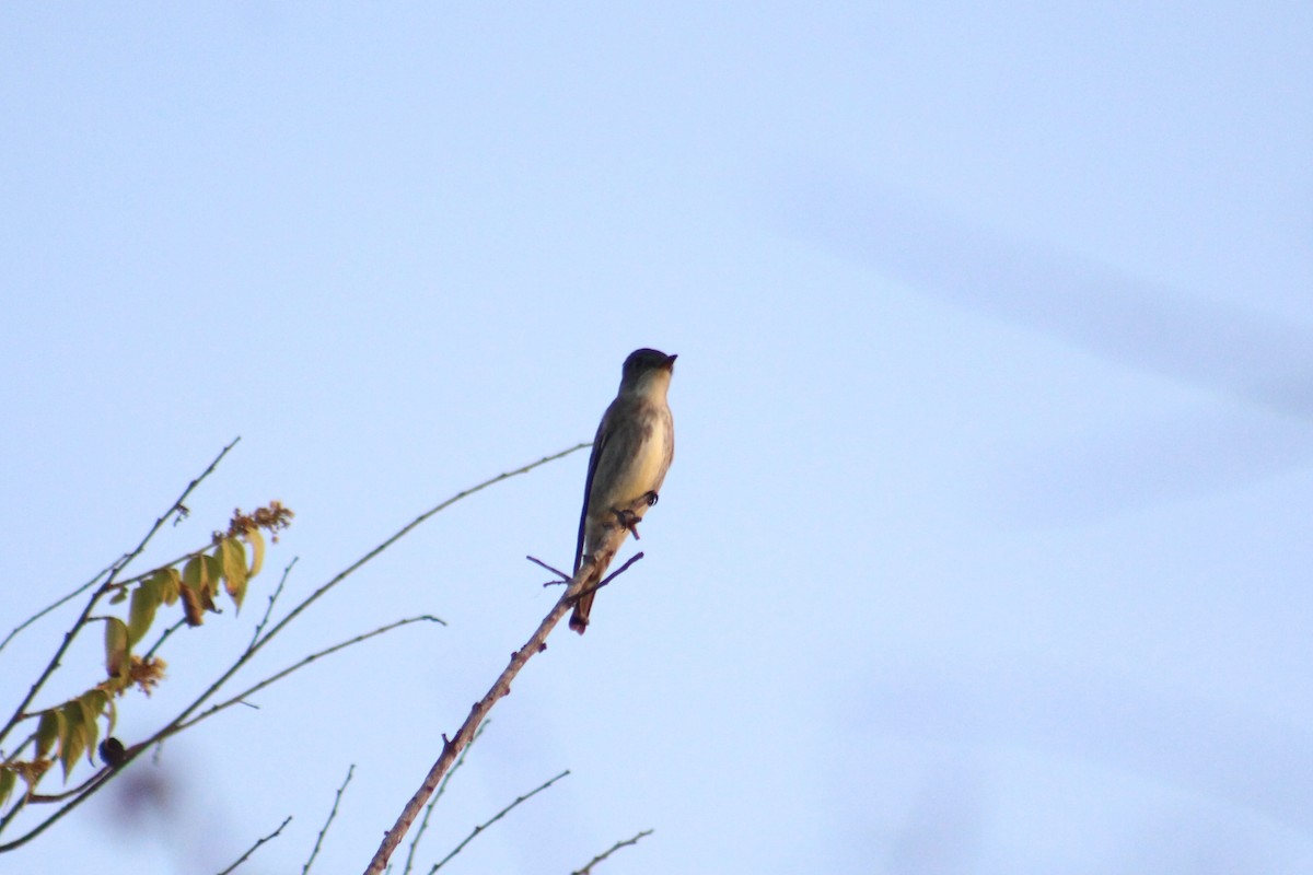 Olive-sided Flycatcher - Gumercindo  Pimentel