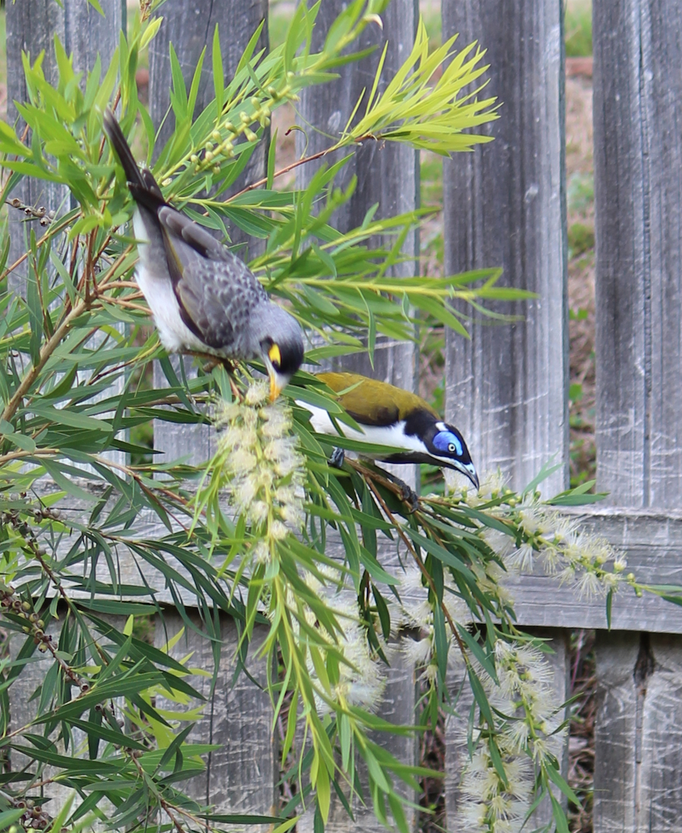 Blue-faced Honeyeater - ML330375361