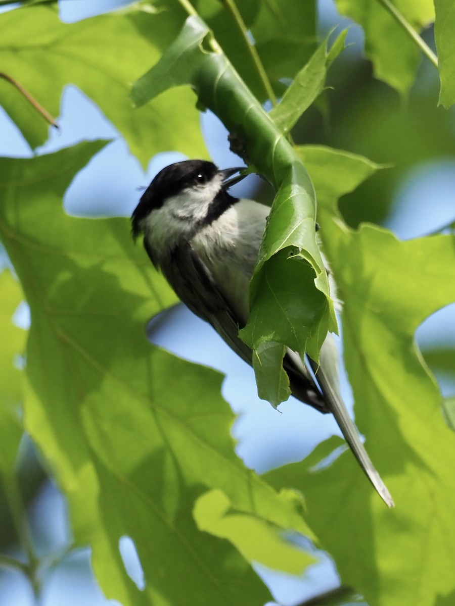 Carolina Chickadee - ML330375561