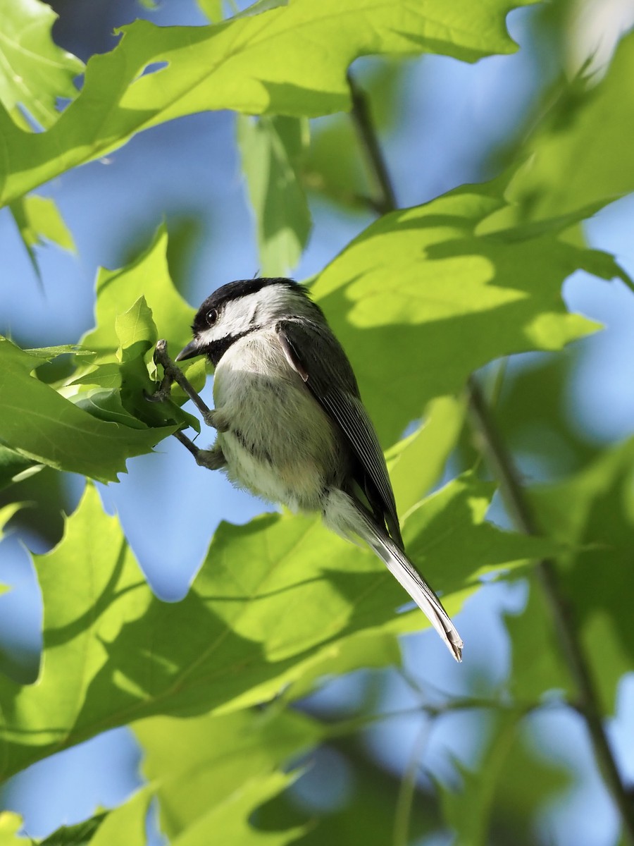 Carolina Chickadee - Melanie Crawford