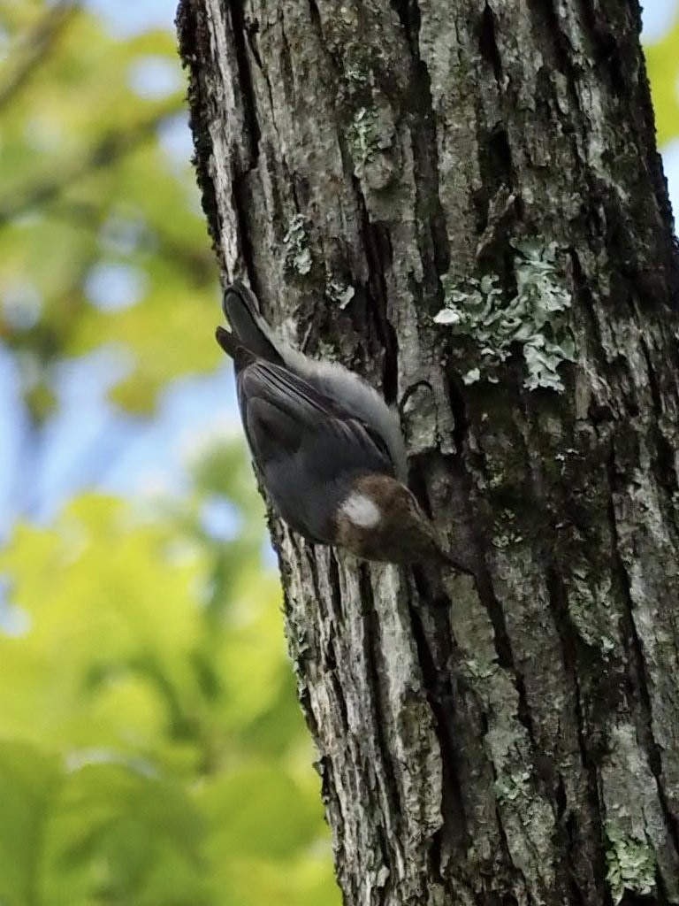 Brown-headed Nuthatch - Melanie Crawford