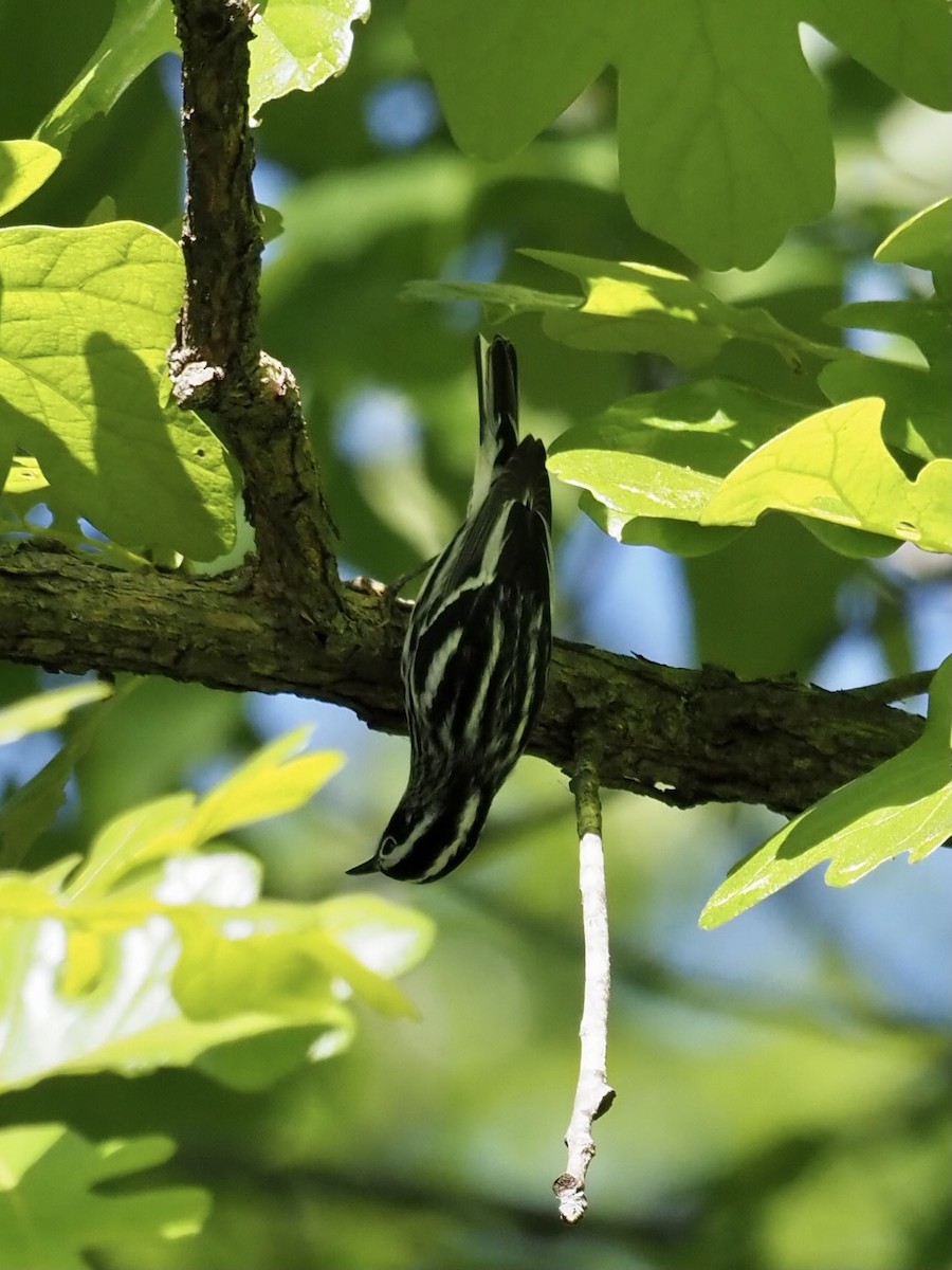 Black-and-white Warbler - Melanie Crawford