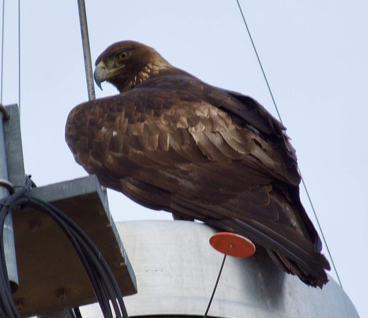 Águila Real - ML330376371