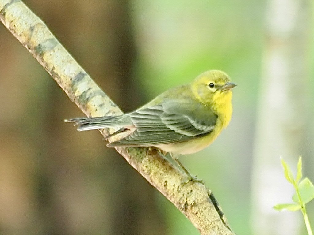 Pine Warbler - ML330376391