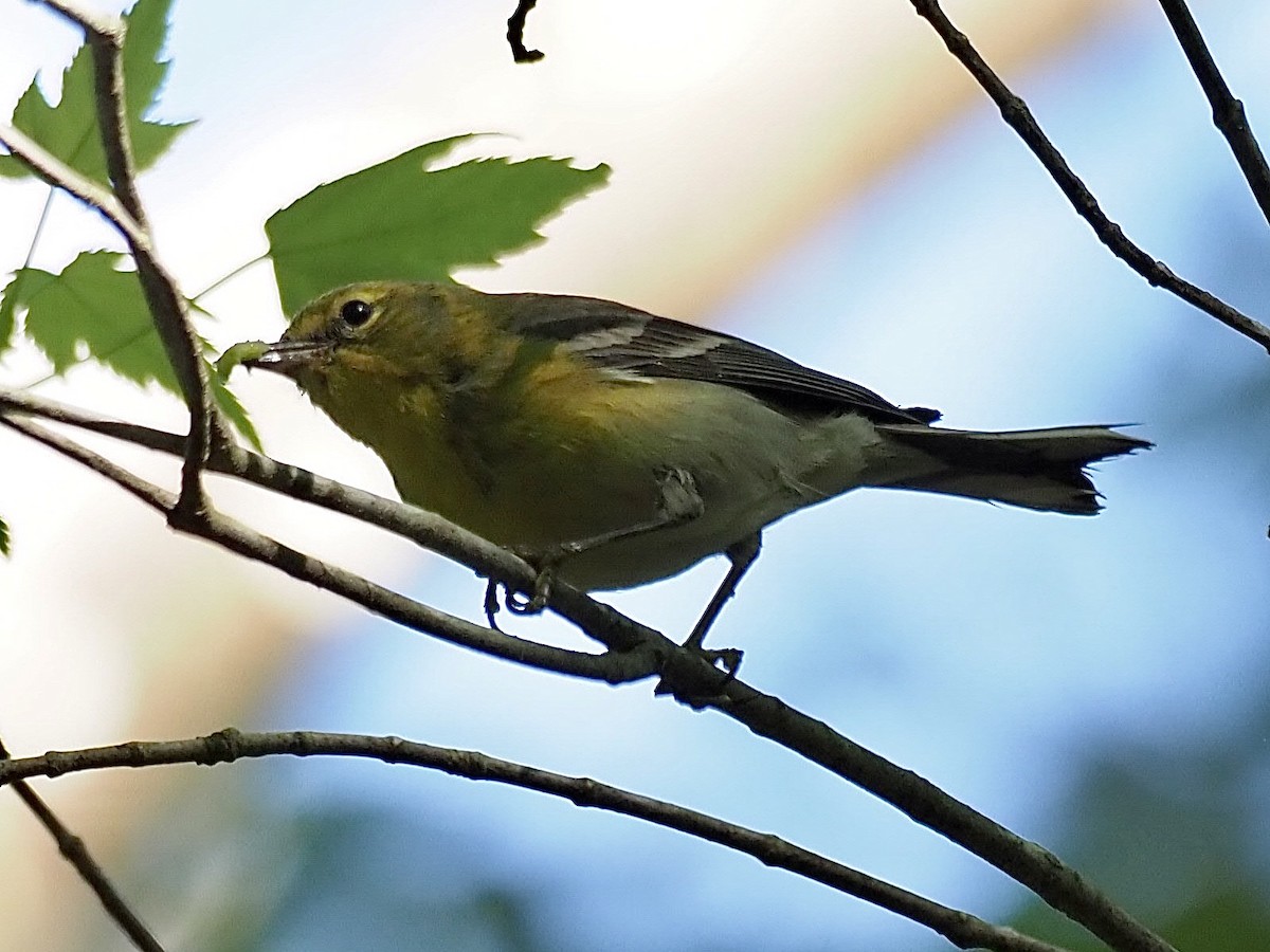 Pine Warbler - ML330376411