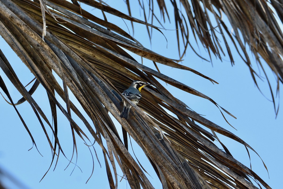 Yellow-throated Warbler - Kris  Cannon