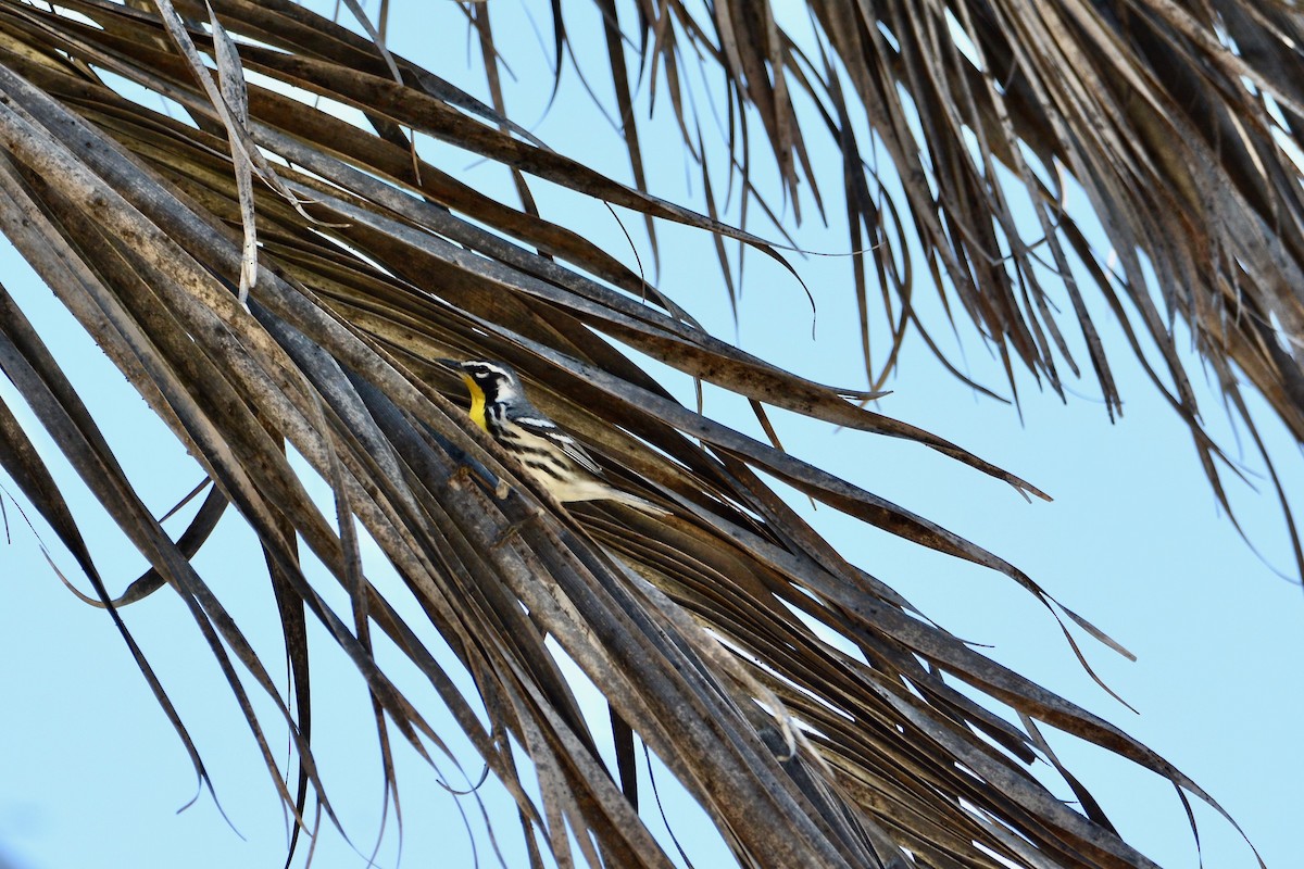 Yellow-throated Warbler - Kris  Cannon