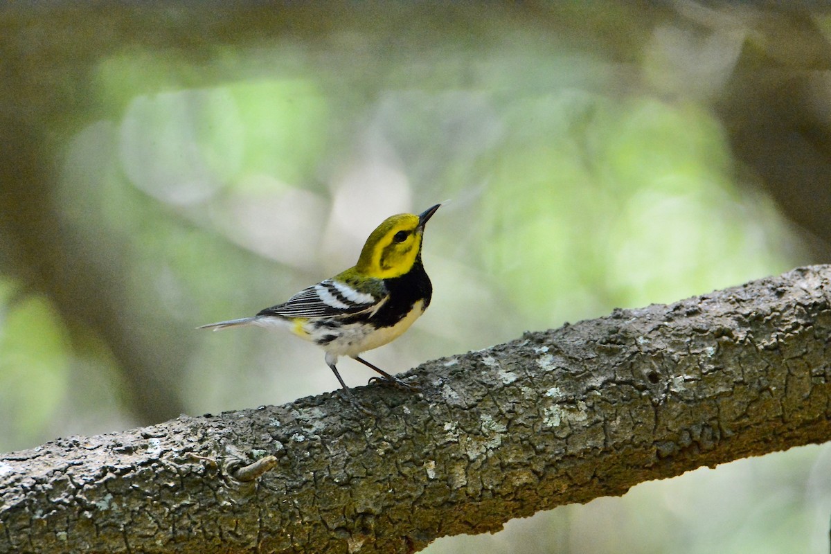 Black-throated Green Warbler - Kris  Cannon