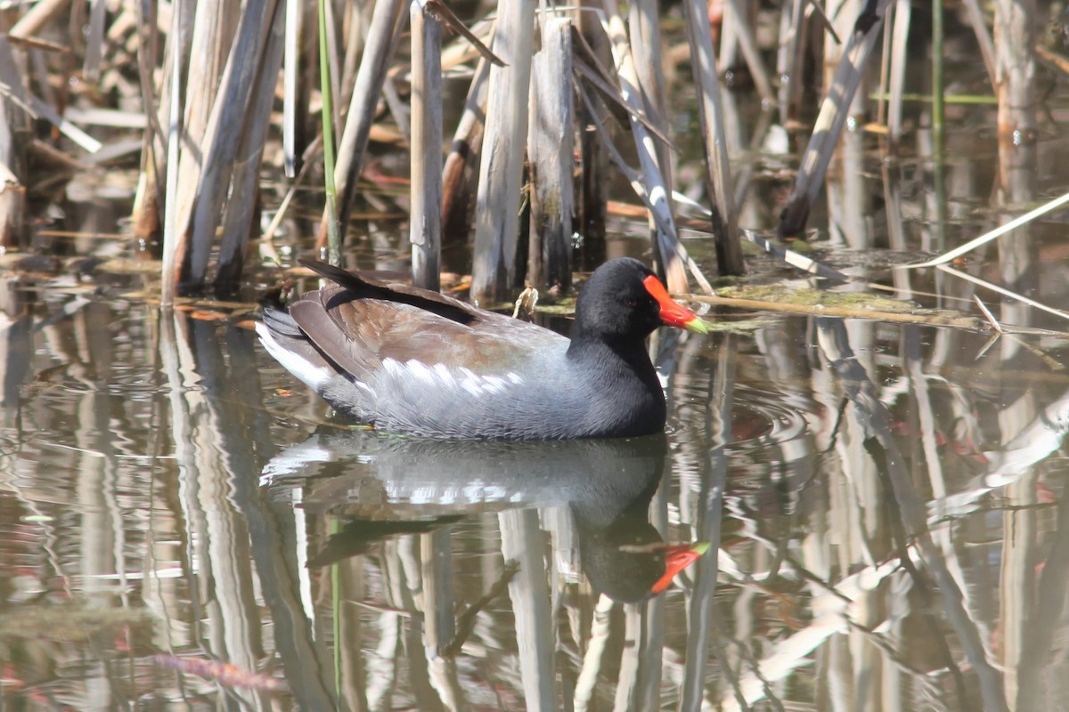 Common Gallinule - Gis Segler