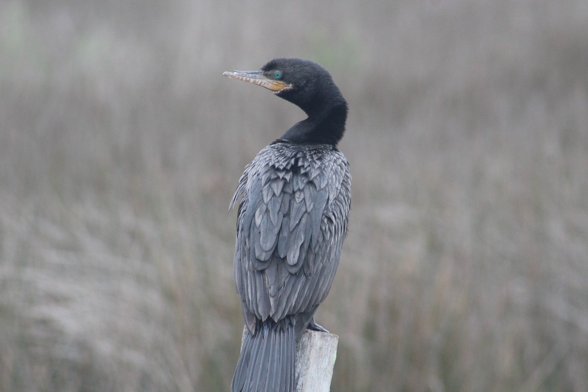 Neotropic Cormorant - ML330379171