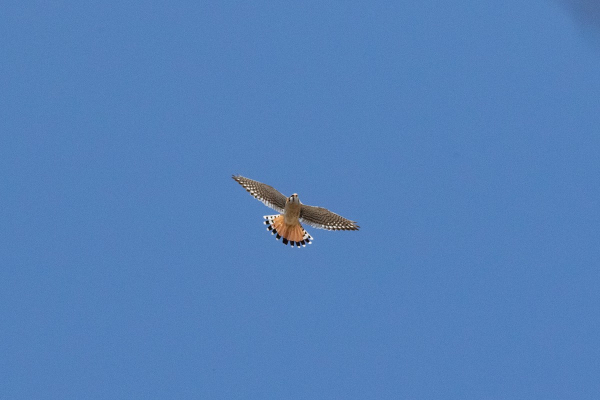 American Kestrel - Craig Kingma