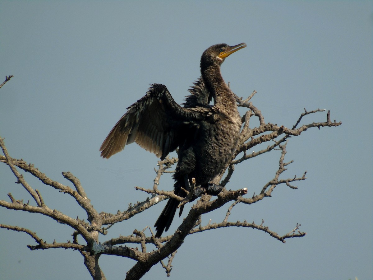 Neotropic Cormorant - ML330380881