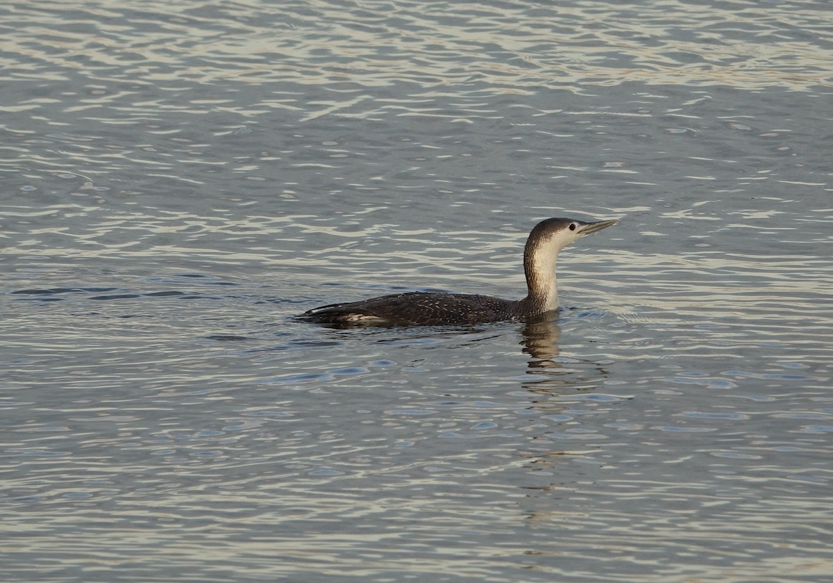 Red-throated Loon - ML330381451
