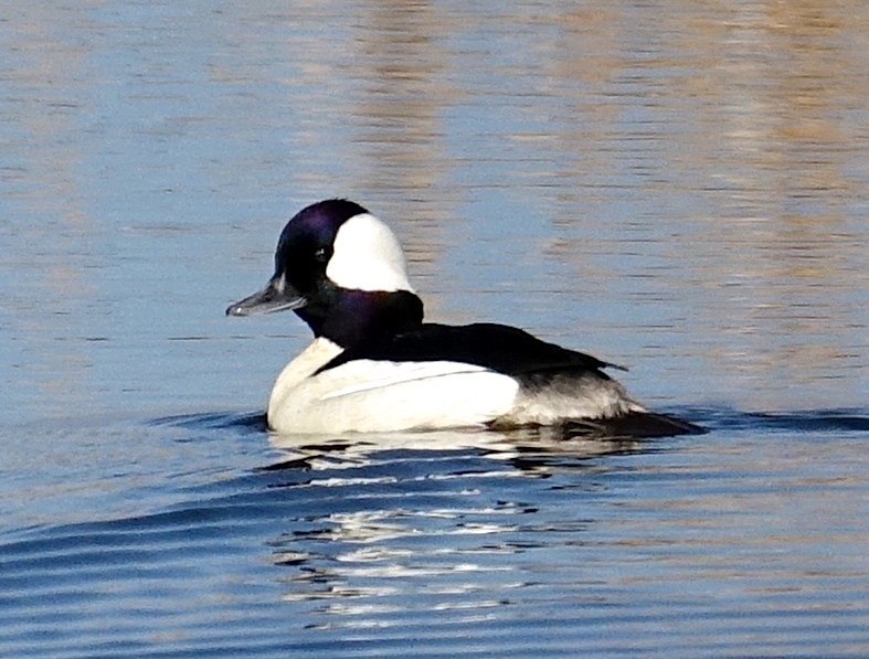 ML330381481 - Bufflehead - Macaulay Library