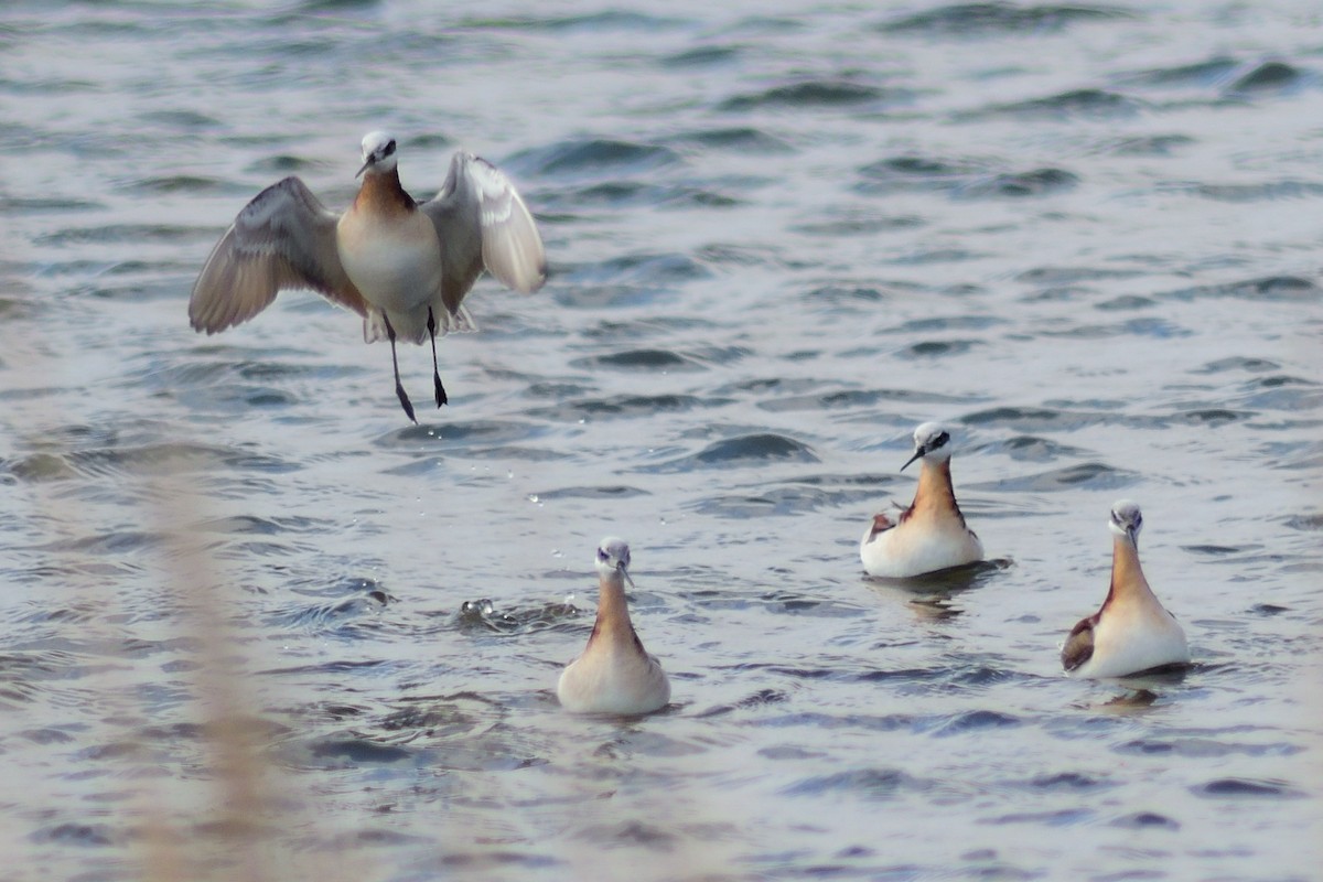 Wilson's Phalarope - Dana Siefer