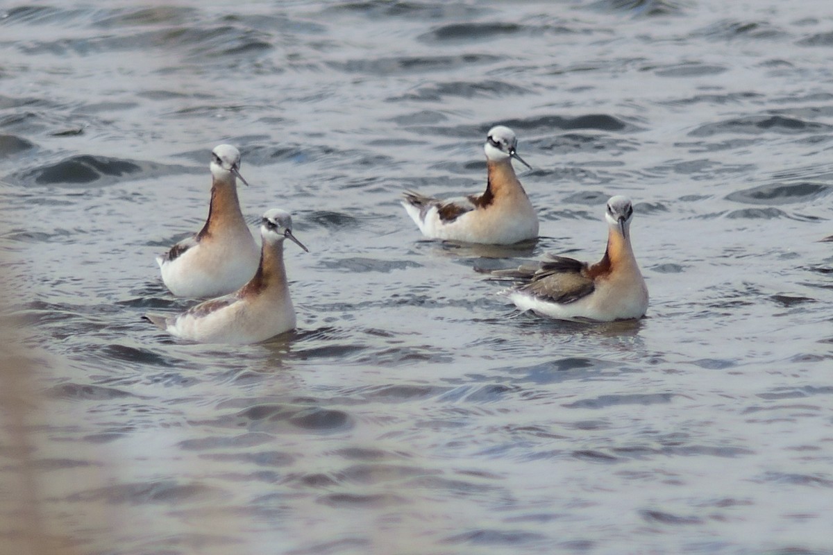 Wilson's Phalarope - Dana Siefer