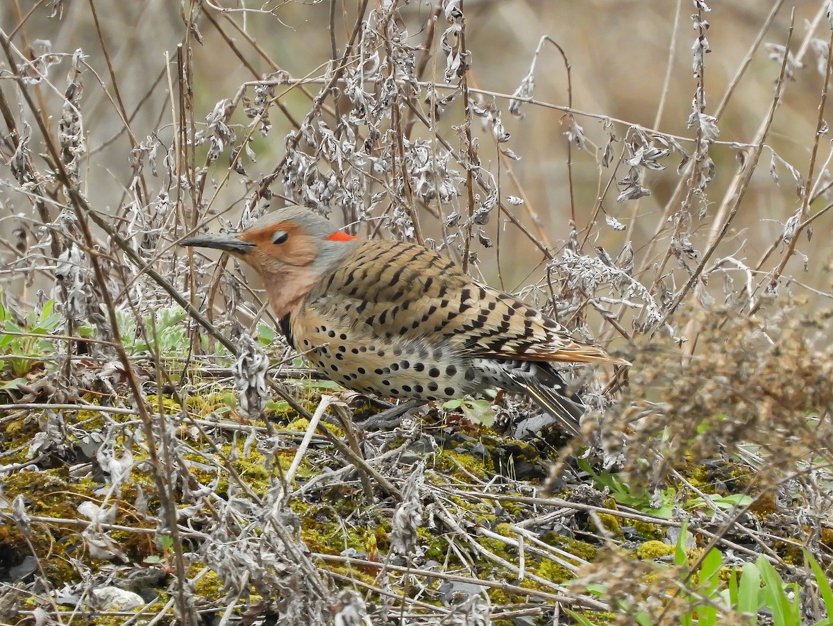 Northern Flicker - ML330383931