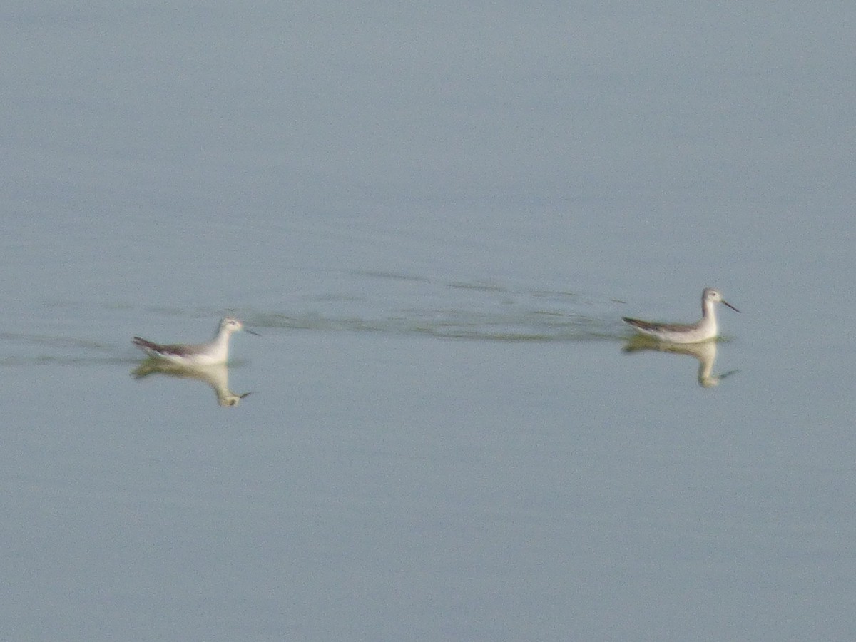 Wilson's Phalarope - ML33038441