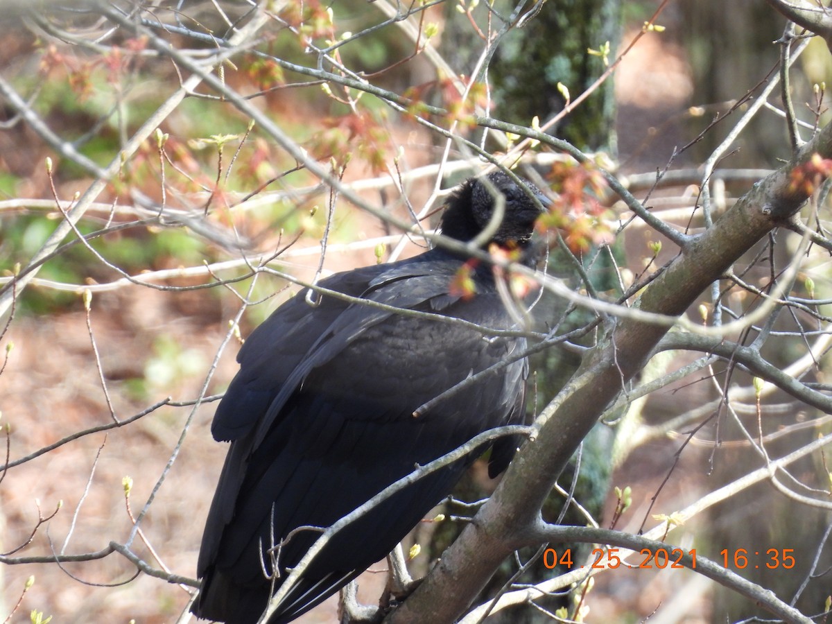 Black Vulture - ML330384761