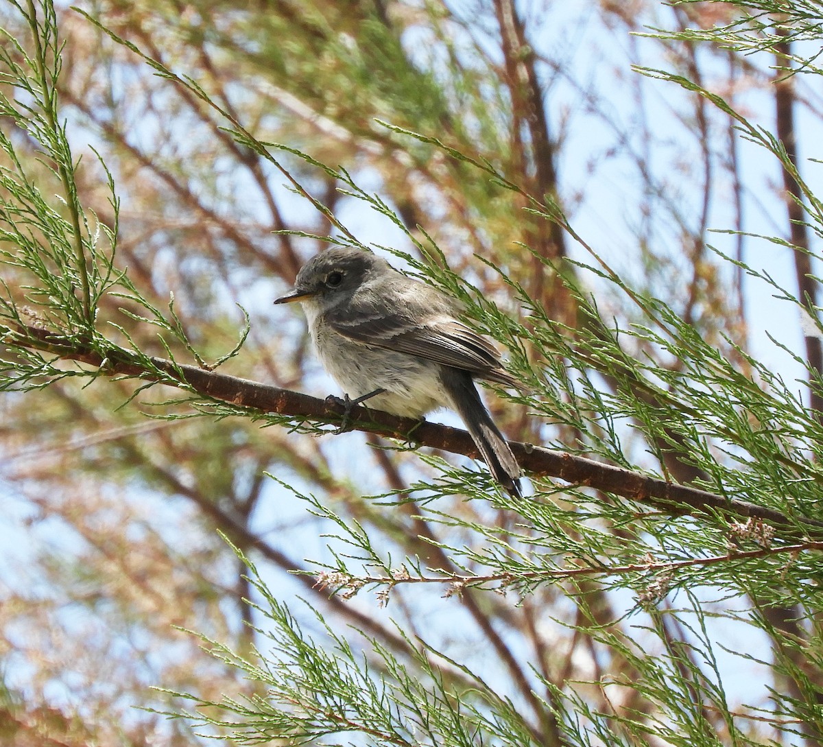 Gray Flycatcher - Becky Kitto