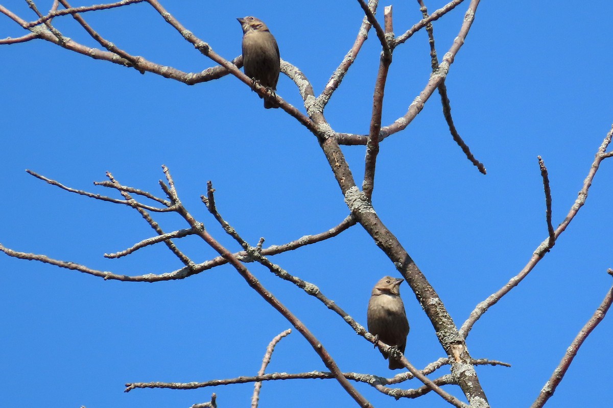 Brown-headed Cowbird - ML330386481