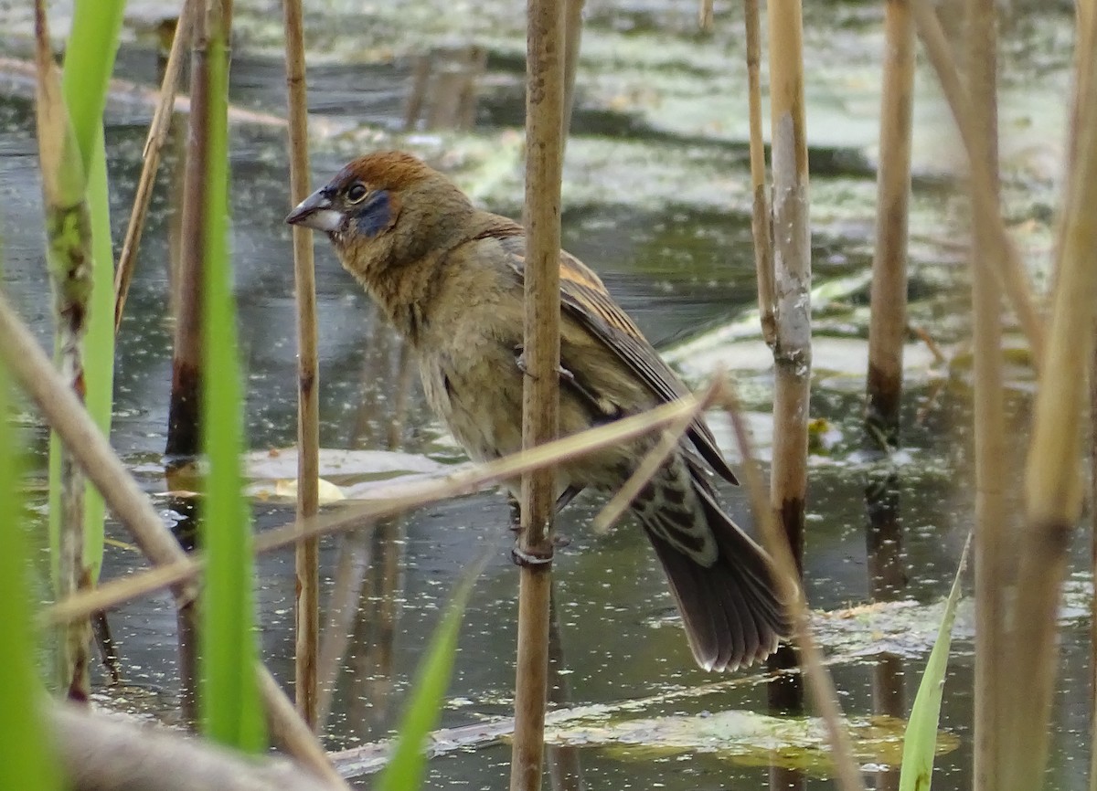Blue Grosbeak - ML330386721