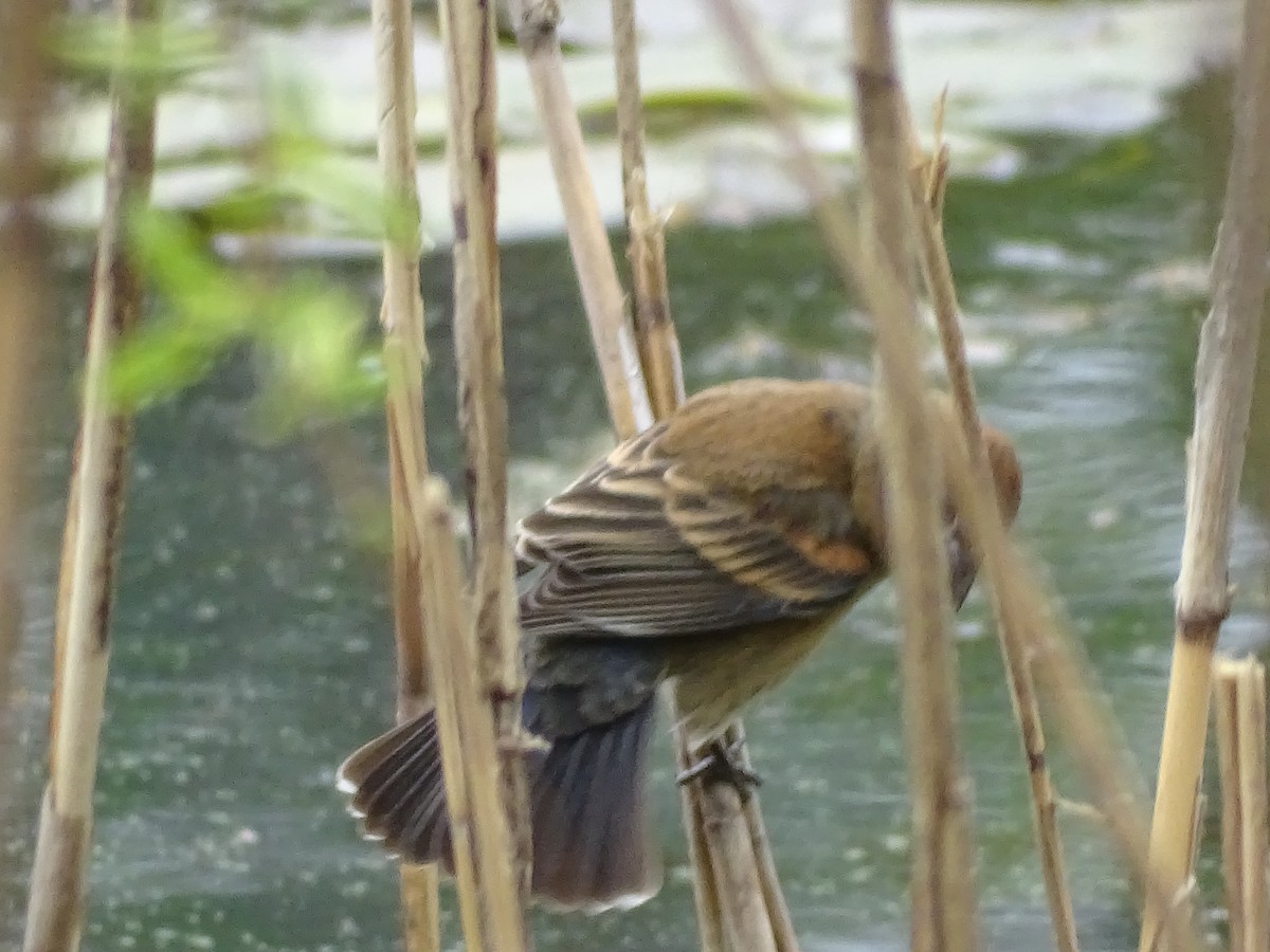 Blue Grosbeak - ML330386821