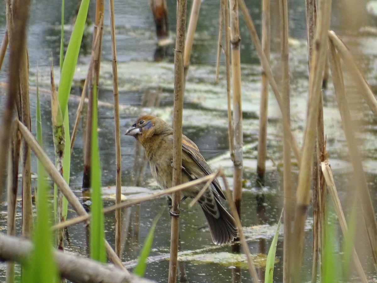 Blue Grosbeak - ML330386871