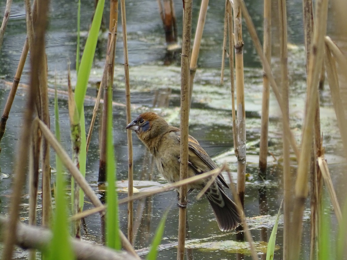 Blue Grosbeak - ML330386961