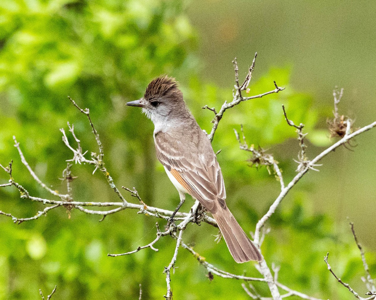 Ash-throated Flycatcher - Robert Bochenek