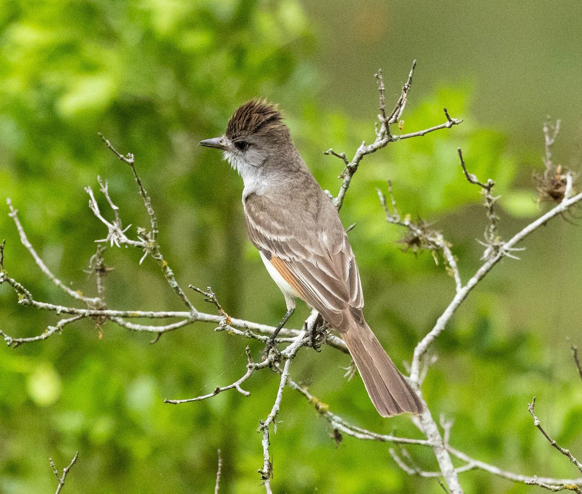 Ash-throated Flycatcher - Robert Bochenek