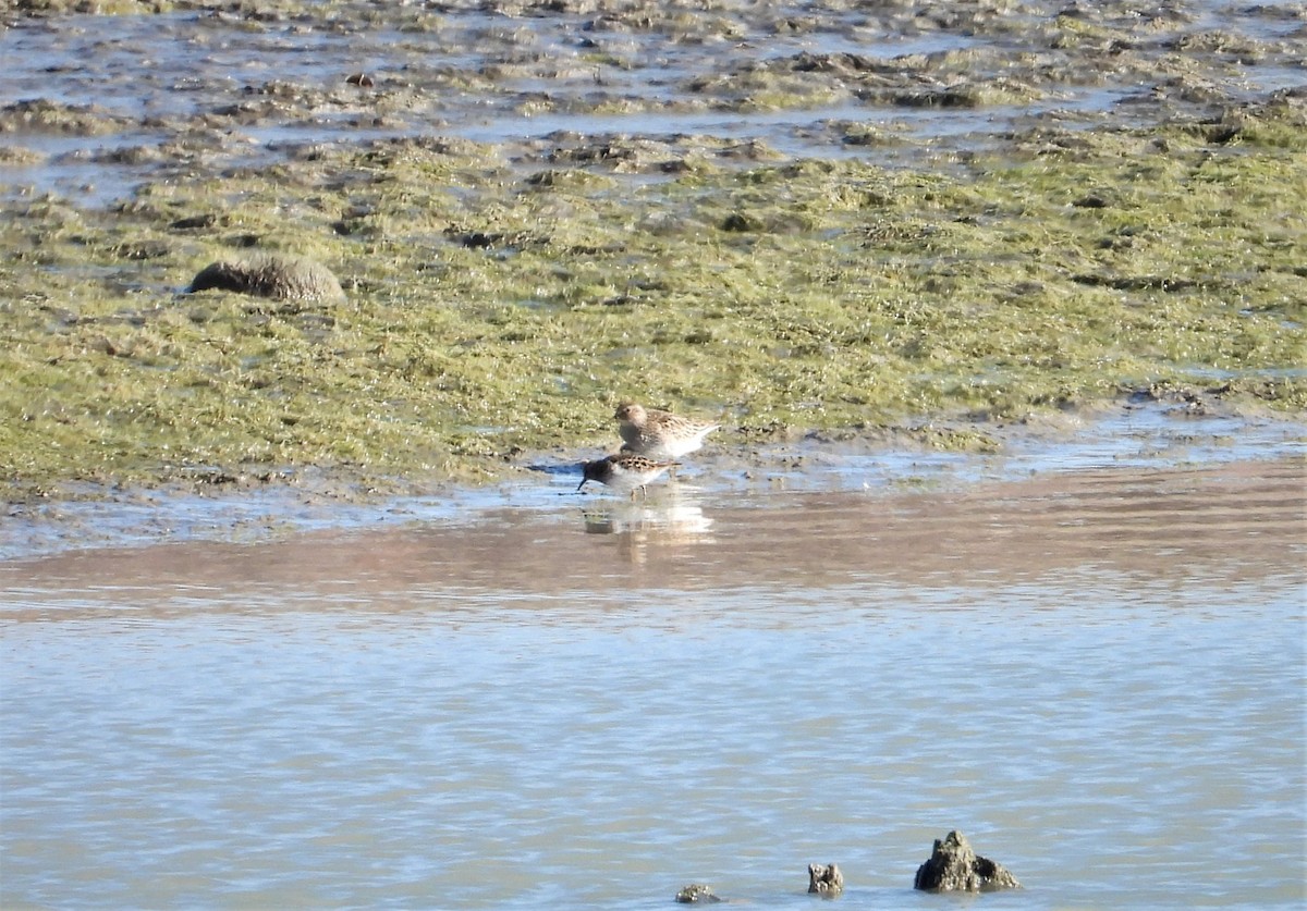 Bécasseau à poitrine cendrée - ML330389831