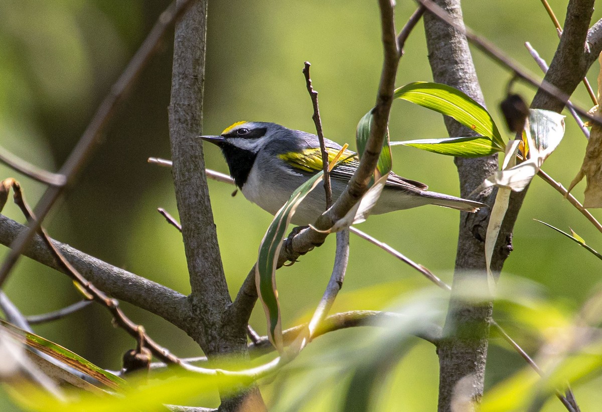 Golden-winged Warbler - Jason Lott