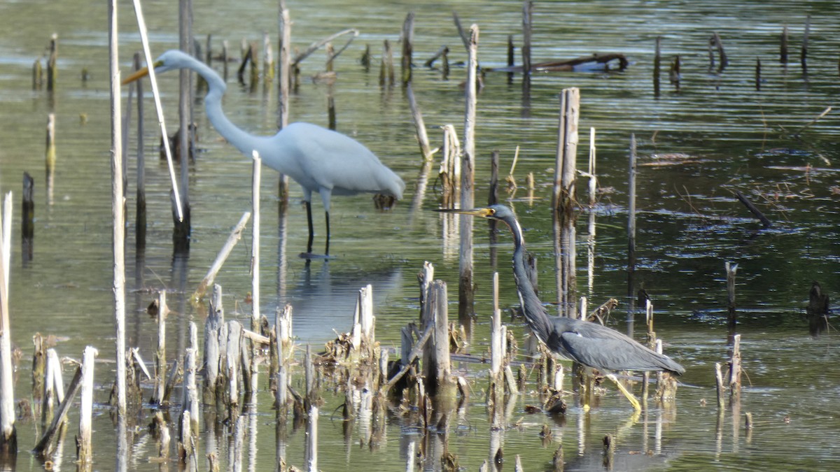 Great Egret - ML330392651