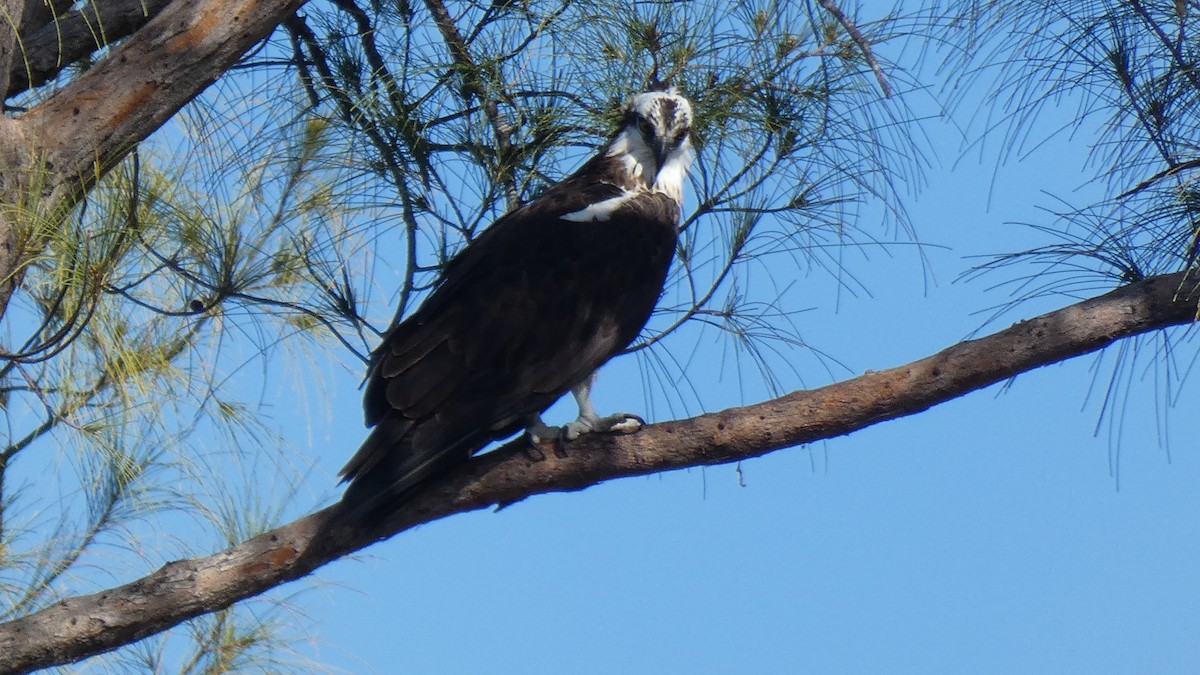 Águila Pescadora - ML330392861