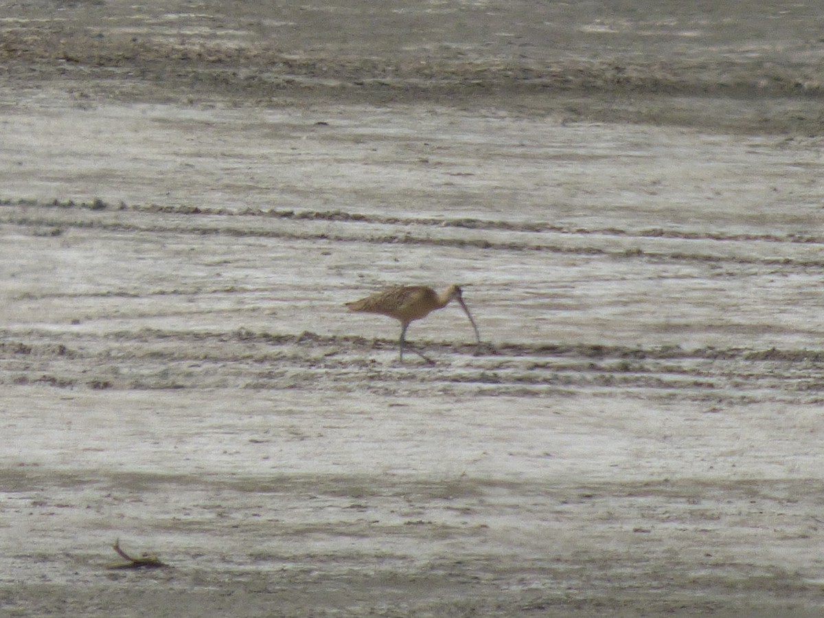 Long-billed Curlew - ML33039321