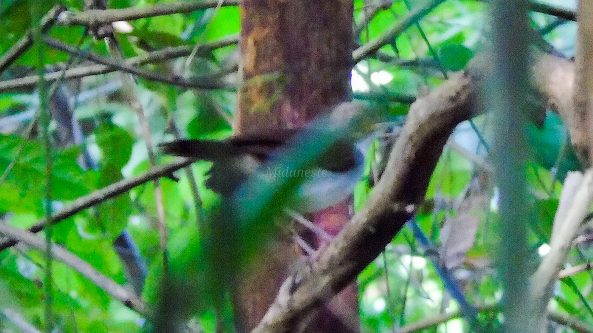 Moustached Babbler - ML330393651