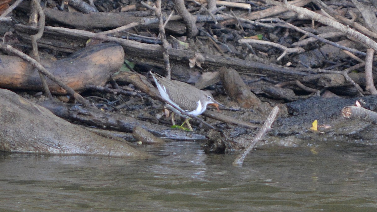 Spotted Sandpiper - ML33039381