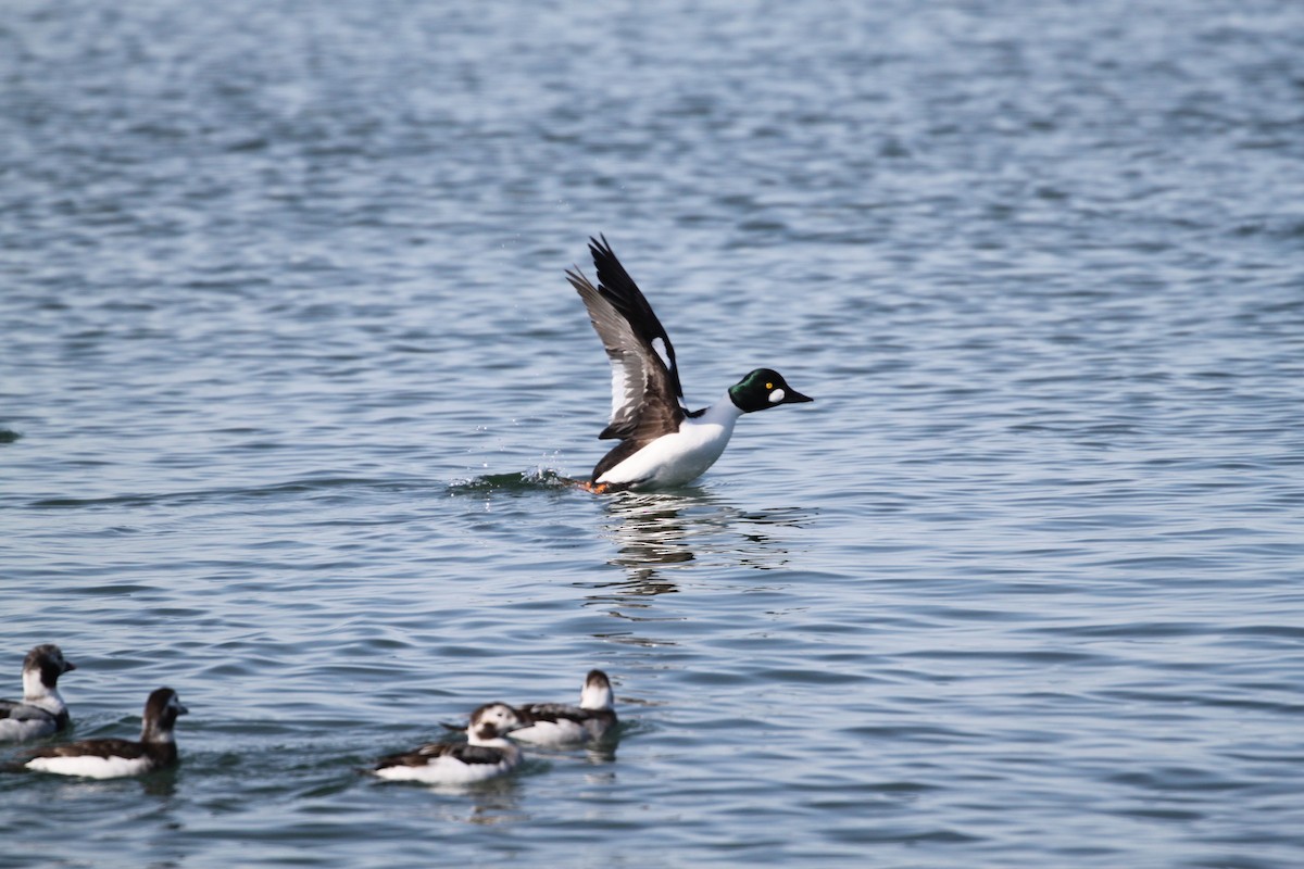 Common Goldeneye - Joseph Malott