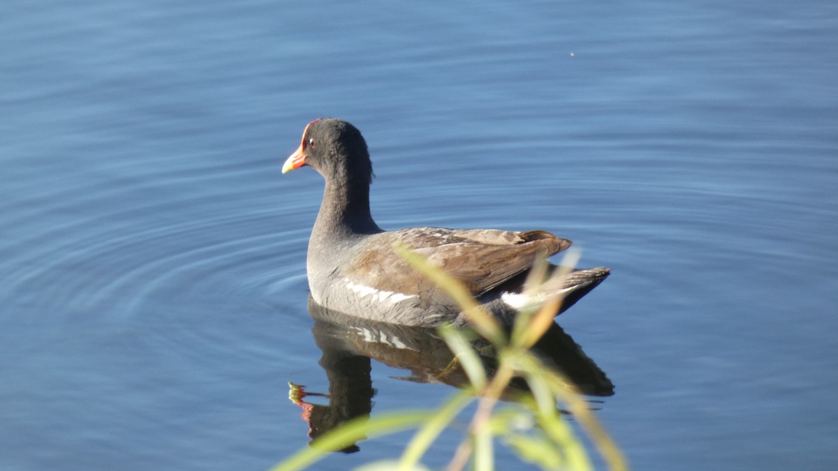 Common Gallinule - ML330395091