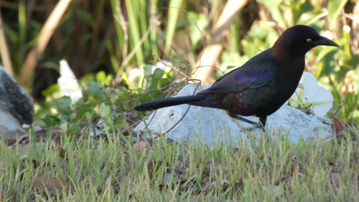 Common Grackle - Guhan Sundar