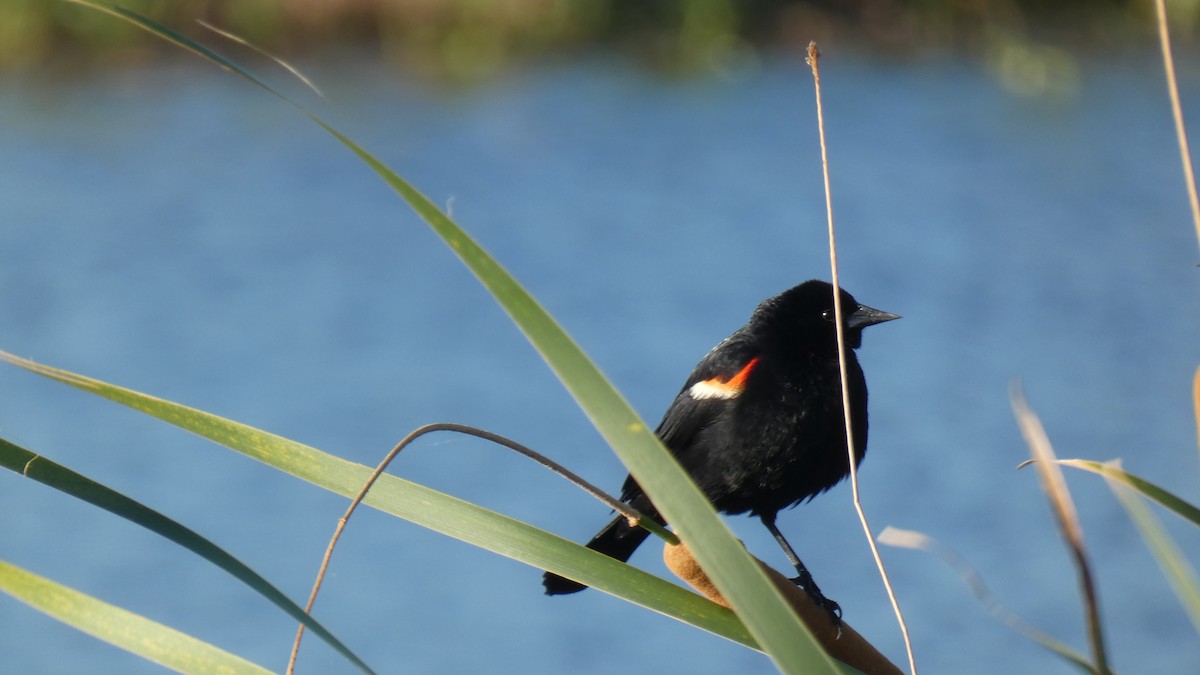 Red-winged Blackbird - Guhan Sundar