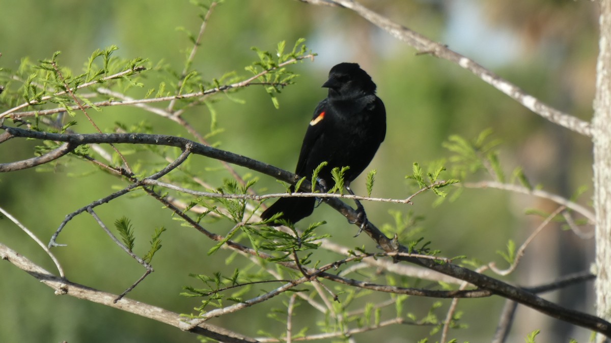 Red-winged Blackbird - ML330395711