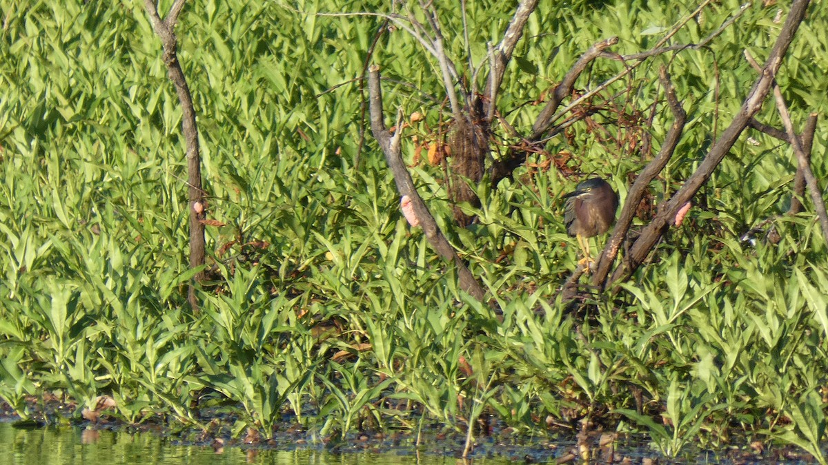 Green Heron - ML330395851