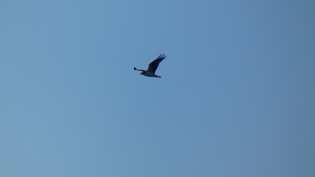 Osprey - Guhan Sundar